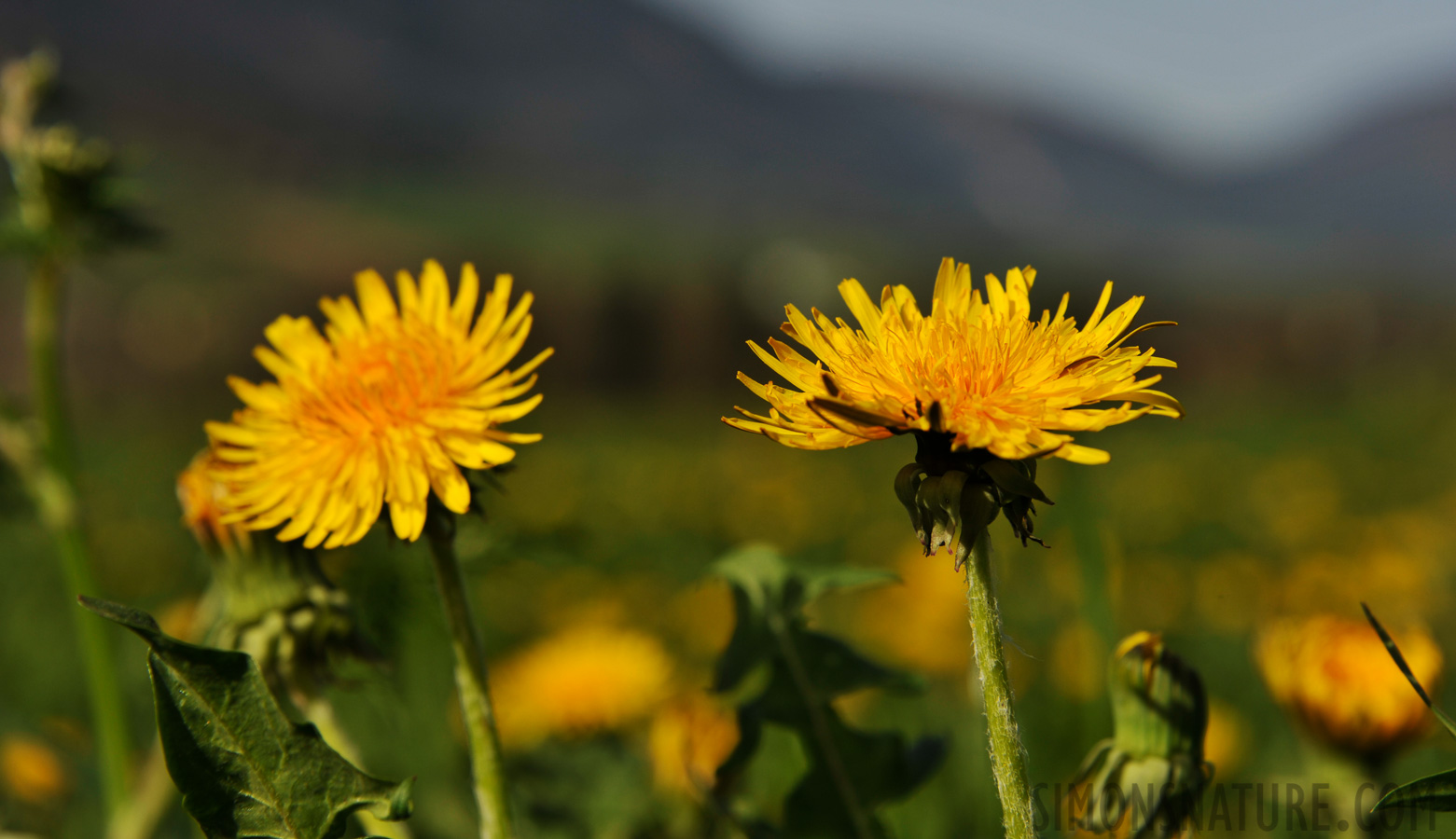 Gewöhnlicher Löwenzahn (Taraxacum officinale) [112 mm, 1/1000 Sek. bei f / 7.1, ISO 200]